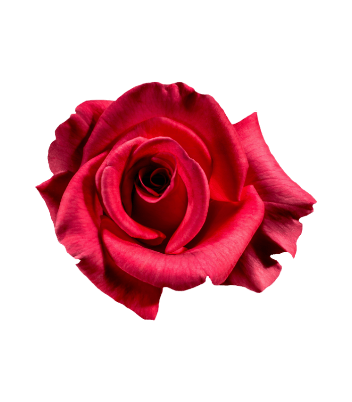 Red Rose Pawn (1)