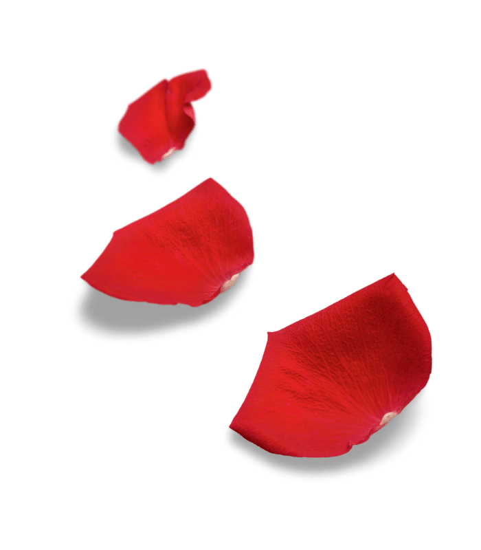 Red Rose Pawn Petals