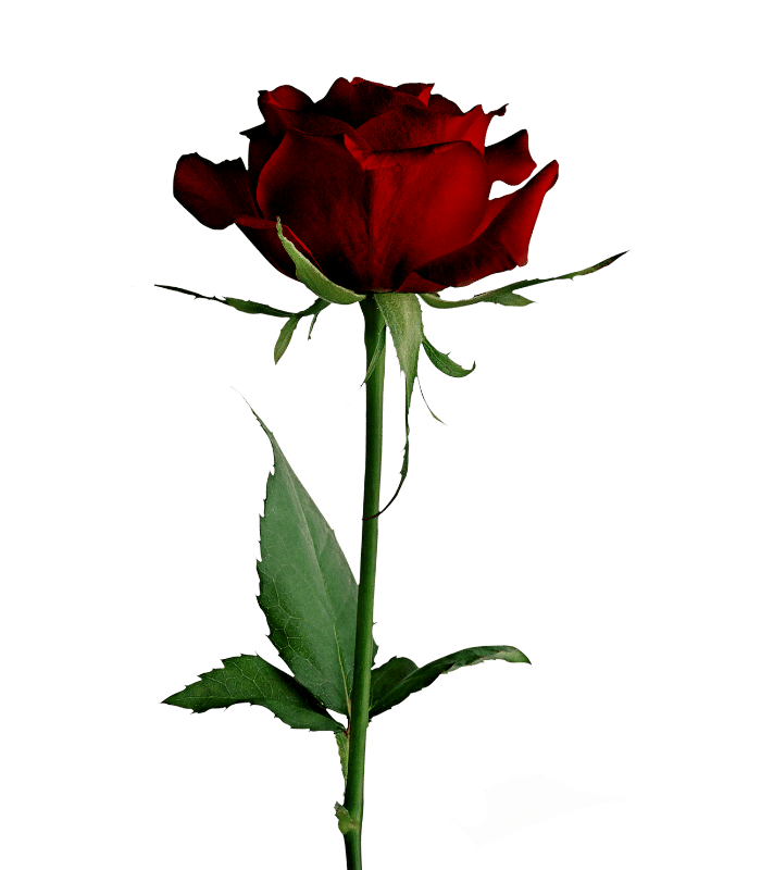 Red Rose Pawn